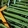 Domenica delle Palme - Salboro 2020